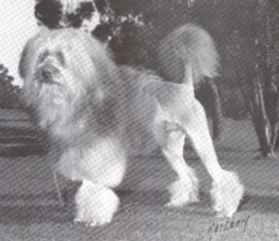 Tilcha Leo The Lion