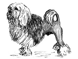 302451Lowchen-(Little-Lion-Dog)